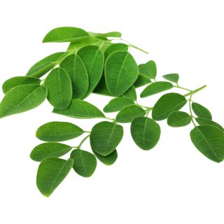 Frunza de Moringa